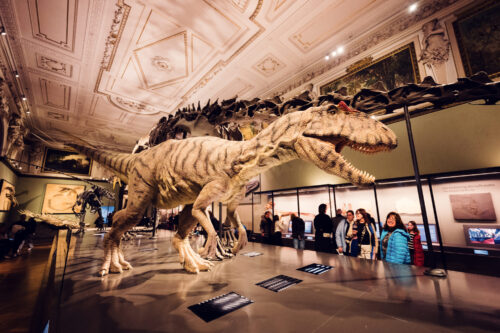 Dinosaur fossil specimen at Natural History Museum Vienna (Naturhistorisches Museum Wien).