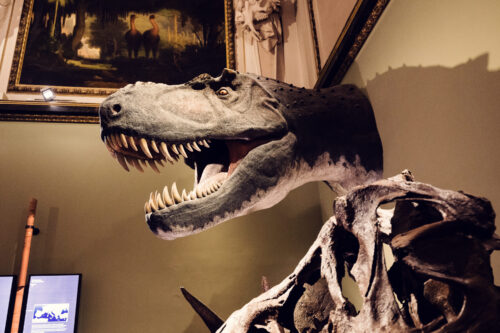 Dinosaur skull specimen at Natural History Museum Vienna (Naturhistorisches Museum Wien).