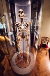 Neanderthal skeleton display at Natural History Museum Vienna (Naturhistorisches Museum Wien), showing complete Homo neanderthalensis bone structure.