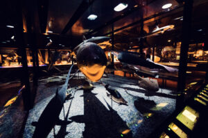 Preserved shark display at Natural History Museum Vienna (Naturhistorisches Museum Wien), featuring various shark species.