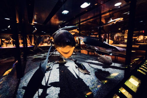 Preserved shark display at Natural History Museum Vienna (Naturhistorisches Museum Wien), featuring various shark species.