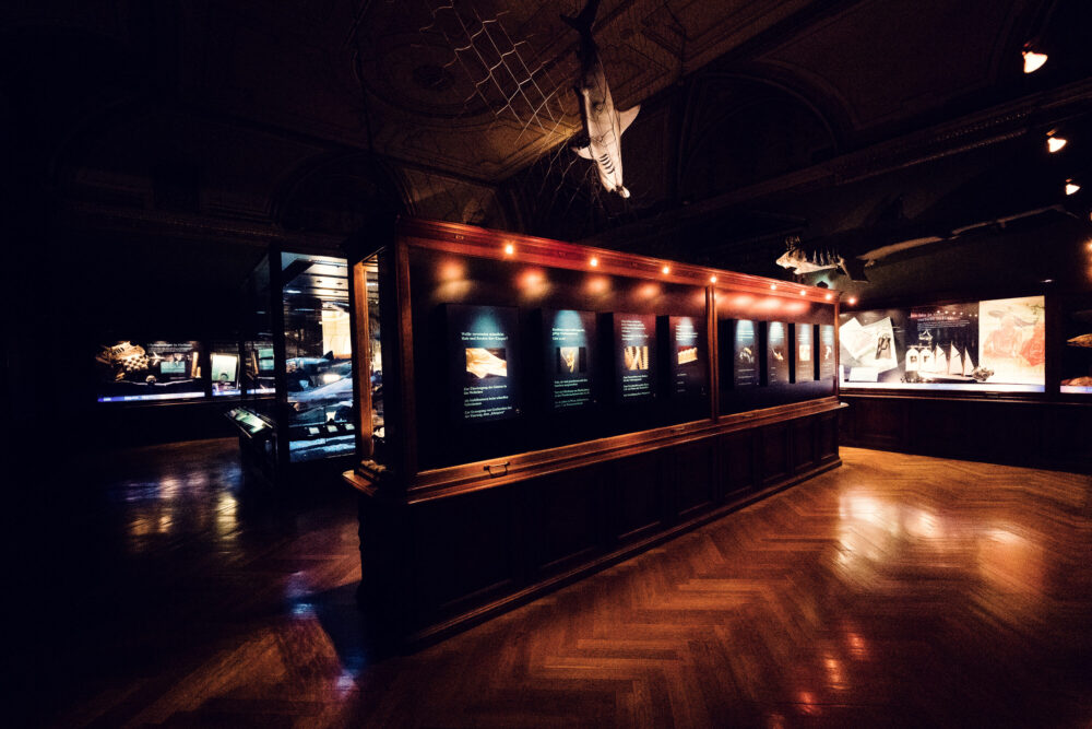 Shark specimen collection at Natural History Museum Vienna (Naturhistorisches Museum Wien).