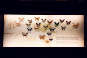 Butterfly collection display at Natural History Museum Vienna (Naturhistorisches Museum Wien).