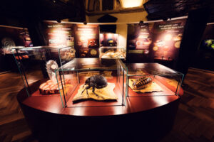 Beetle collection display at Natural History Museum Vienna (Naturhistorisches Museum Wien).
