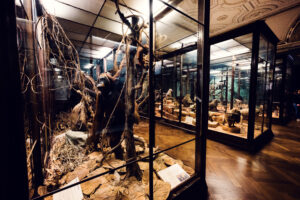 Taxidermied primate specimens at Natural History Museum Vienna (Naturhistorisches Museum Wien), featuring mounted monkey collection in zoological display within Renaissance Revival building on Maria-Theresien-Platz.