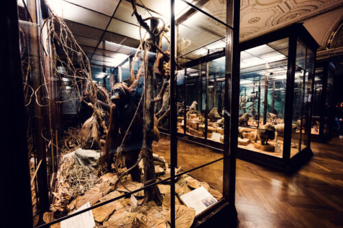 Taxidermied primate specimens at Natural History Museum Vienna (Naturhistorisches Museum Wien), featuring mounted monkey collection in zoological display within Renaissance Revival building on Maria-Theresien-Platz.