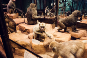 Preserved monkey collection at Natural History Museum Vienna (Naturhistorisches Museum Wien).