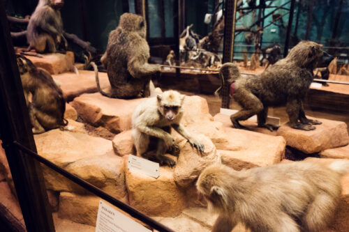 Preserved monkey collection at Natural History Museum Vienna (Naturhistorisches Museum Wien).