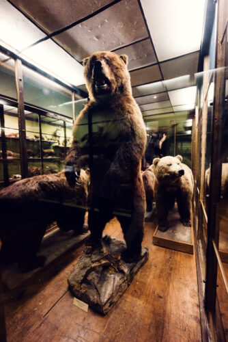 Bear collection at Natural History Museum Vienna (Naturhistorisches Museum Wien).
