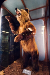 Preserved brown bear specimen at Natural History Museum Vienna (Naturhistorisches Museum Wien).
