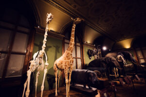 Preserved giraffe specimens at Natural History Museum Vienna (Naturhistorisches Museum Wien).