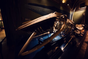 Fin whale skeleton display at Natural History Museum Vienna (Naturhistorisches Museum Wien).