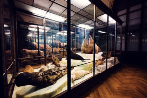 Seal skeleton display at Natural History Museum Vienna (Naturhistorisches Museum Wien).