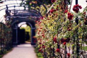 Parterre garden Schönbrunn with seasonal flower displays.