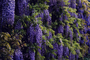 Parterre garden Schönbrunn with seasonal flower displays.