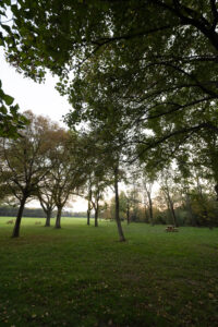 Peaceful greenery of Donaupark.