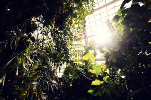 Enchanting morning scene at Schmetterlinghaus where sunbeams pierce through tropical foliage, creating magical light rays perfect for capturing butterflies.