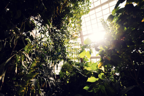 Enchanting morning scene at Schmetterlinghaus where sunbeams pierce through tropical foliage, creating magical light rays perfect for capturing butterflies.