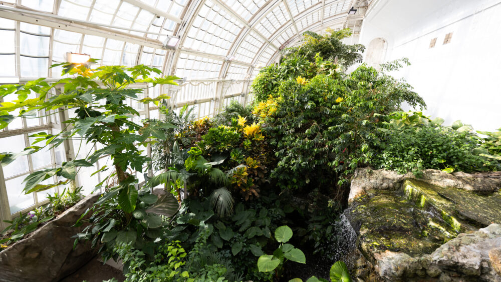 Dramatic contrast of historic iron lattice against lush tropical vegetation at the Schmetterlinghaus Vienna.