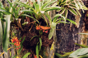 Butterflies inside the tropical Schmetterlinghaus in Vienna.