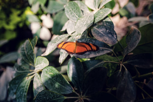 Hidden corners of Vienna's Butterfly House where tropical species dance between exotic blooms.