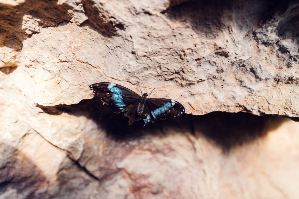 Exotic Blue Morpho butterfly resting on tropical foliage in Schmetterlinghaus, its iridescent wings catching morning light.