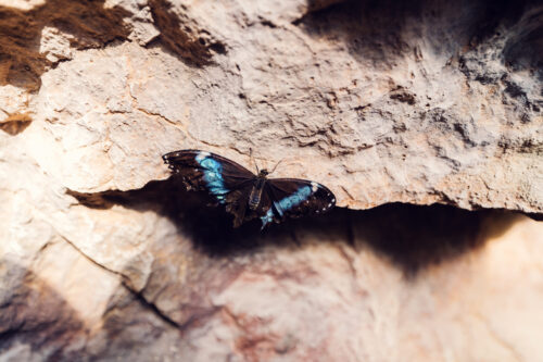 Exotic Blue Morpho butterfly resting on tropical foliage in Schmetterlinghaus, its iridescent wings catching morning light.