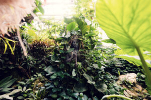 The combination of Victorian architecture and tropical flora creates perfect photography conditions at Schmetterlinghaus.