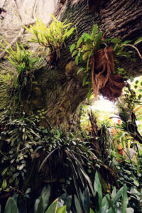 Tropical plants frame perfect views of butterfly activity at Schmetterlinghaus..