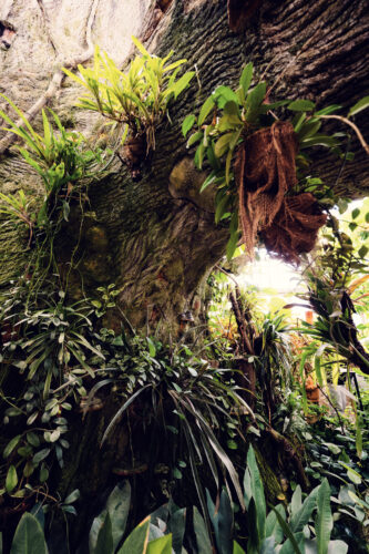 Tropical plants frame perfect views of butterfly activity at Schmetterlinghaus..