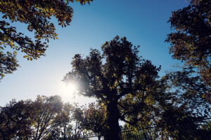Volksgarten Vienna afternoon sunlight through deciduous tree leaves.