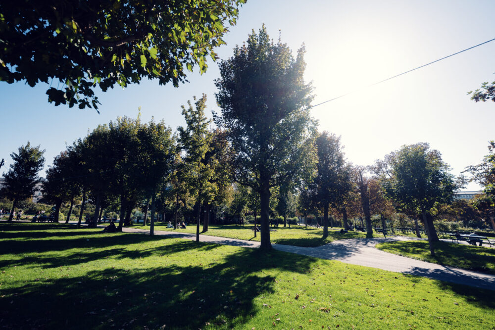Volksgarten Vienna morning light filtering through tree canopy onto grass.