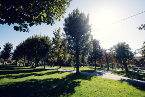 Volksgarten Vienna morning light filtering through tree canopy onto grass.