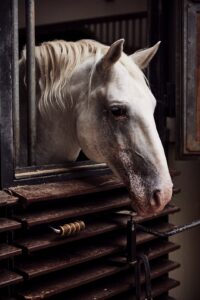Spanish Riding School, Vienna, Copyright Julie Brass