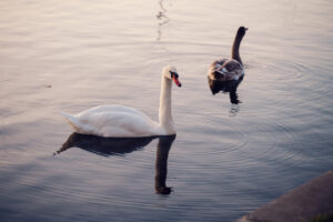 Two swans swimming on Alte Donau river in Vienna with calm water surface.