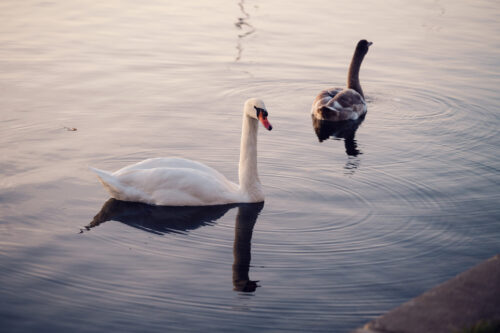 Two swans swimming on Alte Donau river in Vienna with calm water surface.